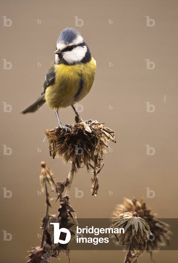 Issued caeruleus/Mesange bleu/Blue Tit