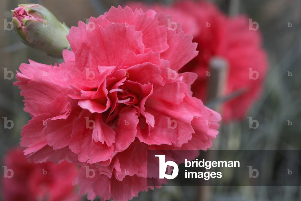 Dianthus x/Carmine Laetitia Wyatt carnation