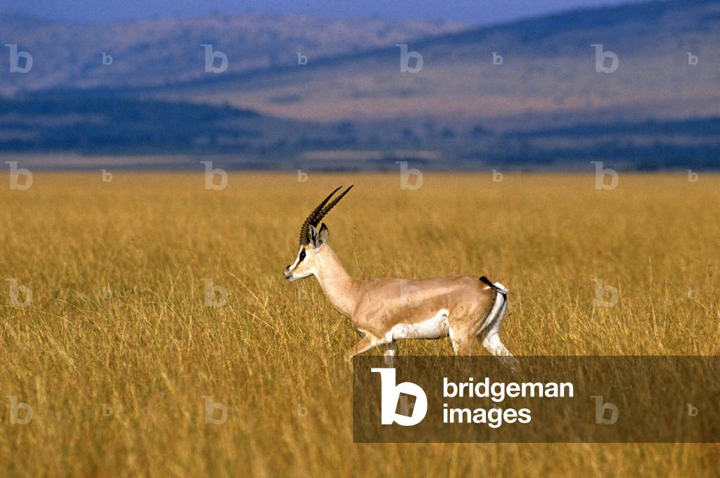 Gazella granti/Grant's Gazelle/Grant's Gazelle