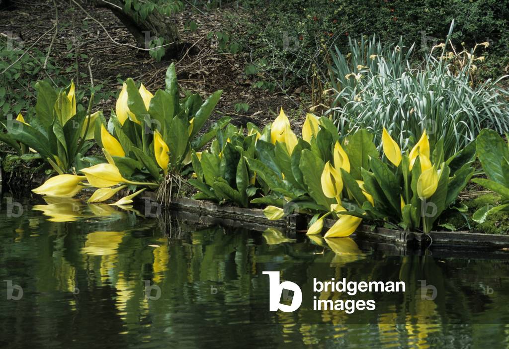 Lysichiton americanus/American Lysichite/Yellow Lysichite/Yellow banana Arum