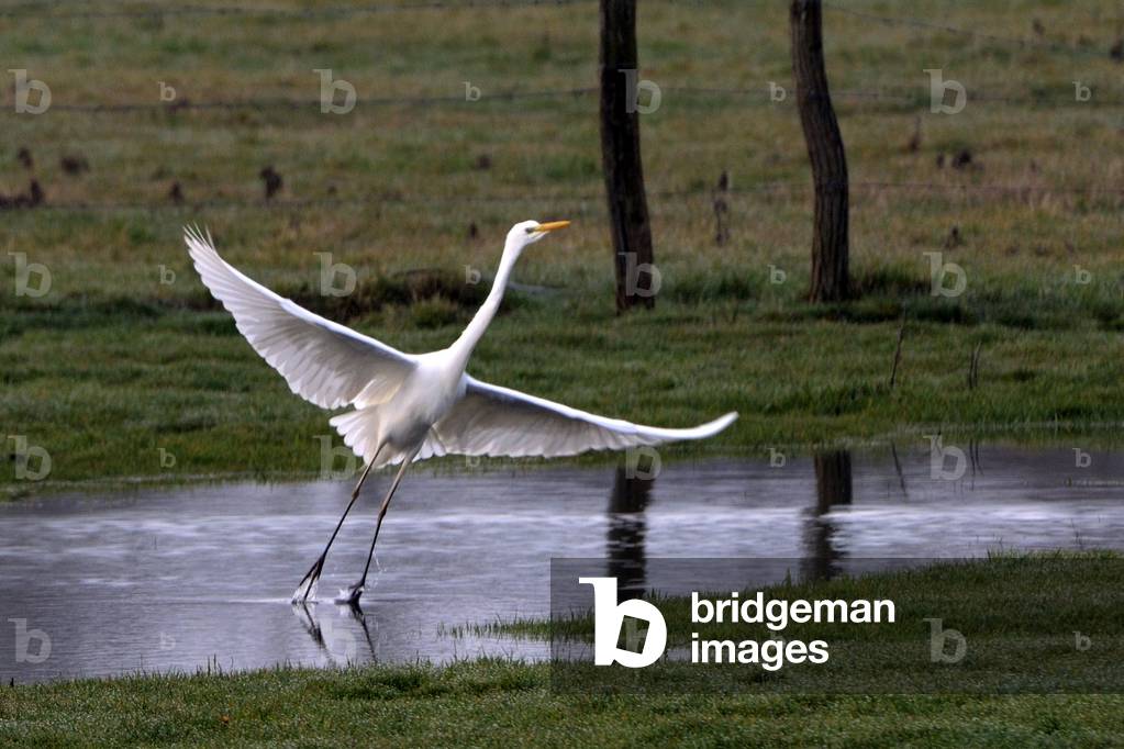 Casmerodius albus/Egreta alba/Great Egret