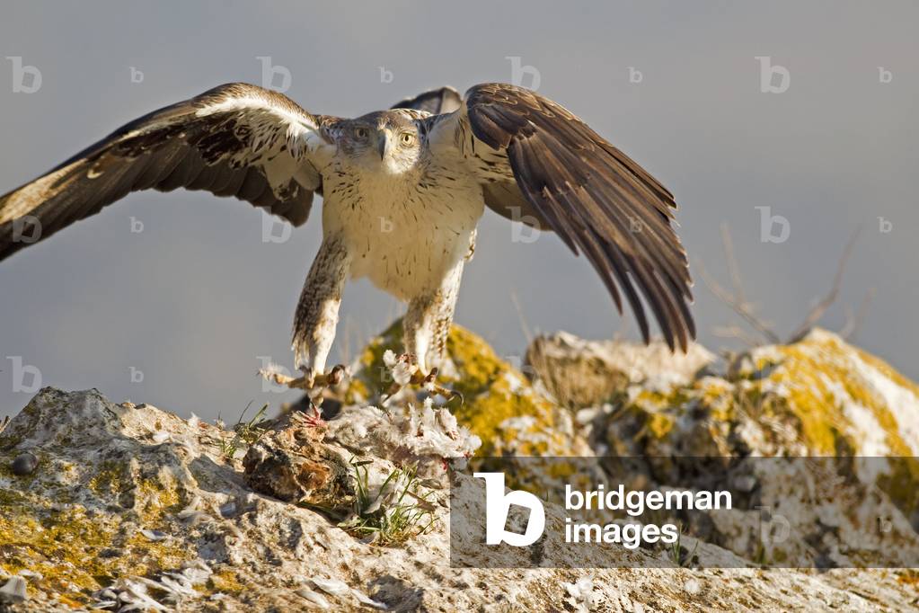 Aquila fasciata/Bonelli's Eagle