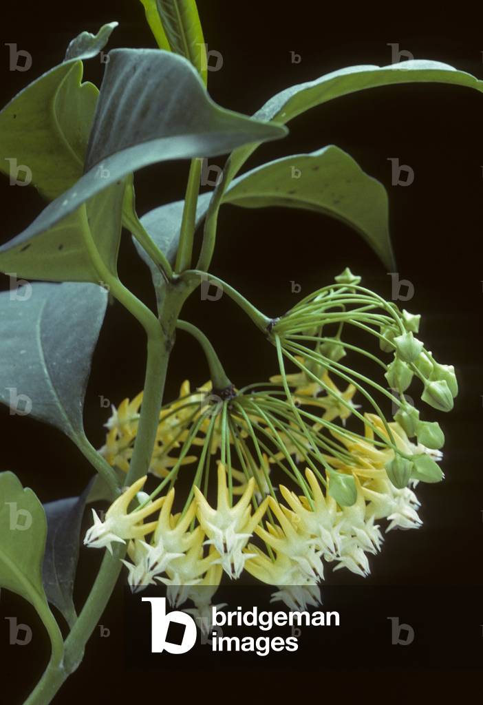Hoya multiflora/Hoya ha diversi fiori