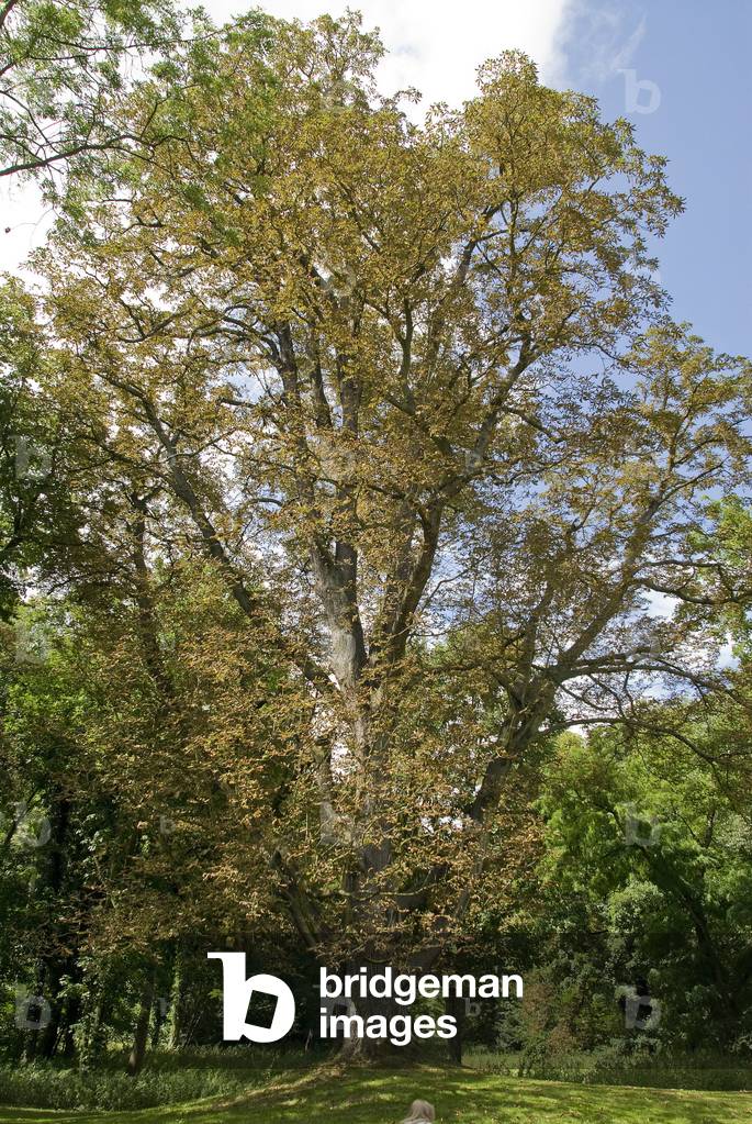 Park of the house of Chateaubriand/Chataignier/La Vallee aux Loups/Chatenay Malabry/Hauts de Seine/France