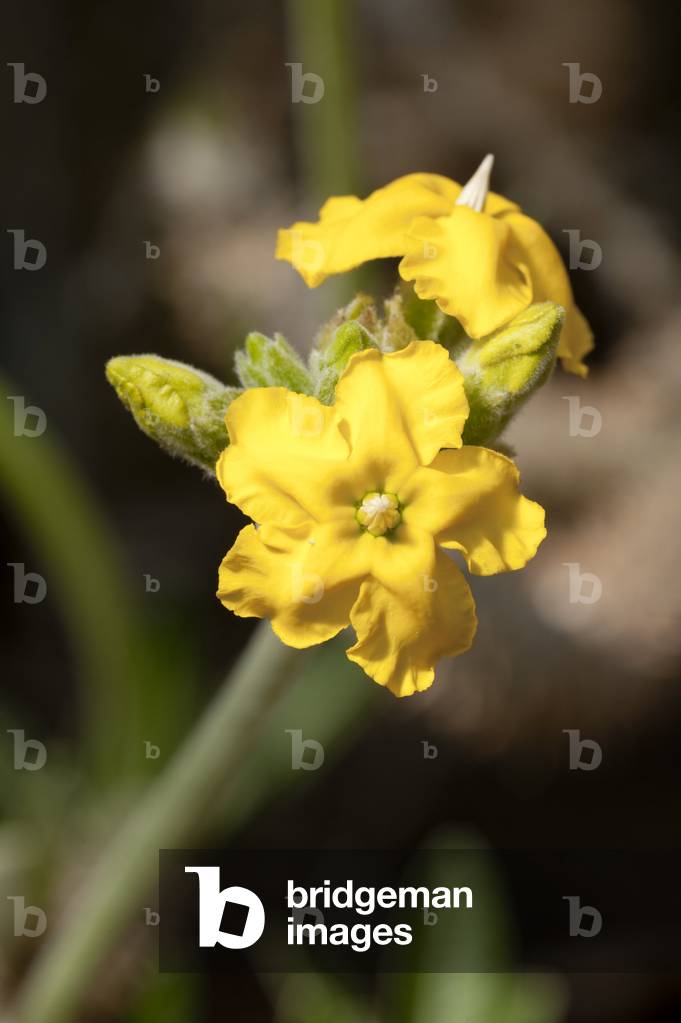 Pachypodium densiflorum subsp. densiflorum