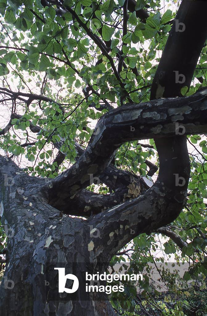 "Papageienpersica/Persischer Papageienbaum/Eisernbaum"
