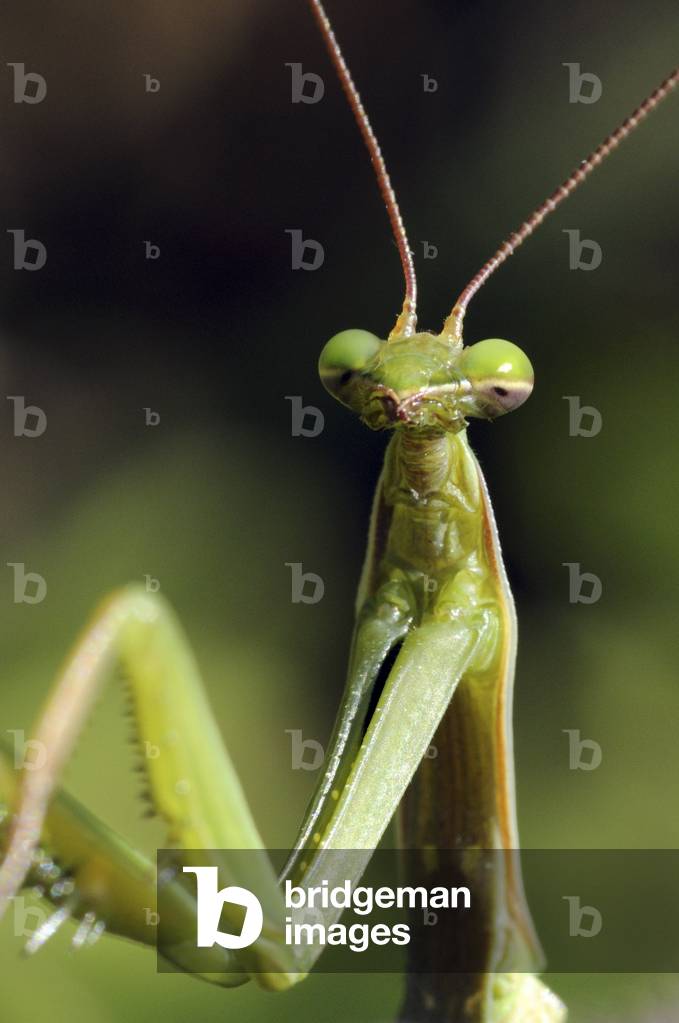 Mantis religiosa/Religious mantis