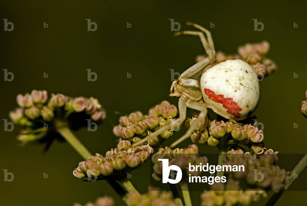 Misumena vatia/Misumene/Araignee Lemon/Goldenrod Crab Spider