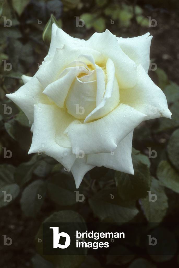Rosa x/Pink 'Caroline de Monaco'