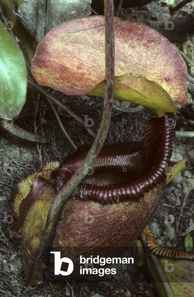 Nepenthes villosa/Nepenthes