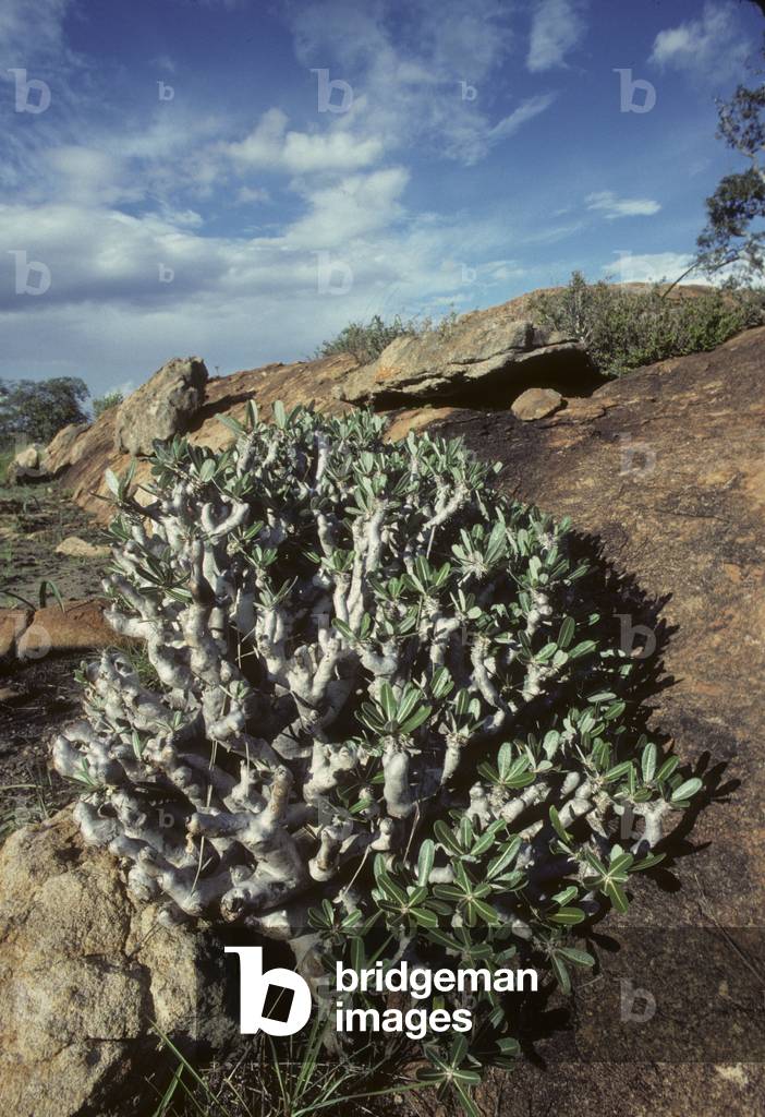 Pachypodium densiflorum