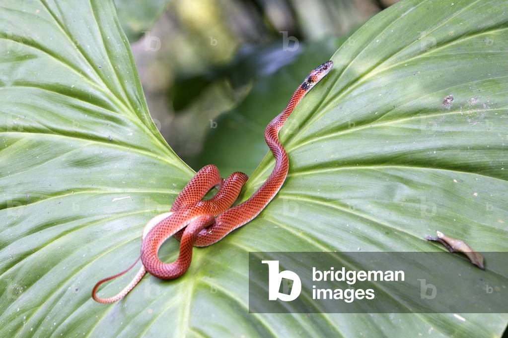 Drepanoides anomalus on Heliconia sp.