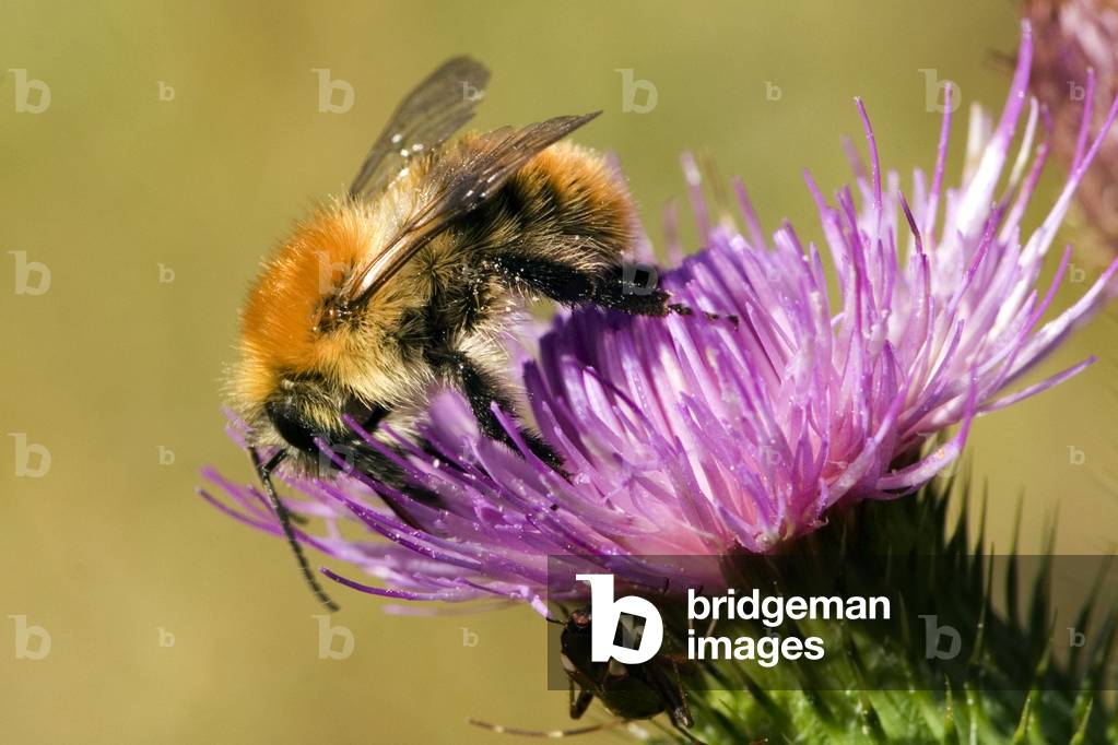 Bombus agrorum/Bumblebee