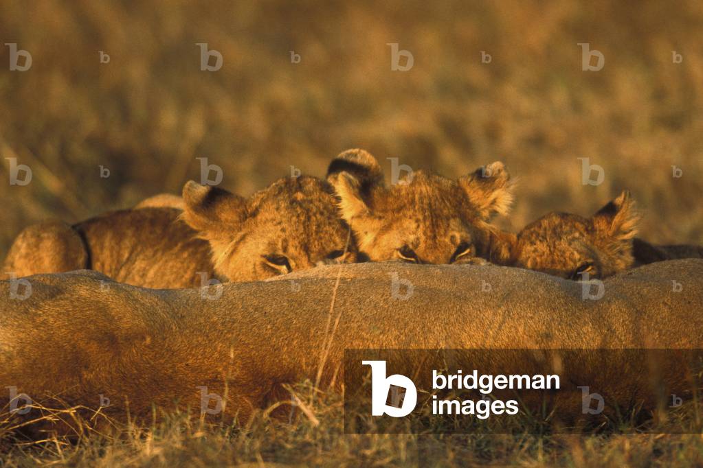 Panthera leo/Lion/Lion/Lion