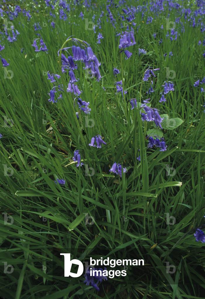 Hyacinthoides non scripta/Wood Hyacinth/Wild Hyacinth