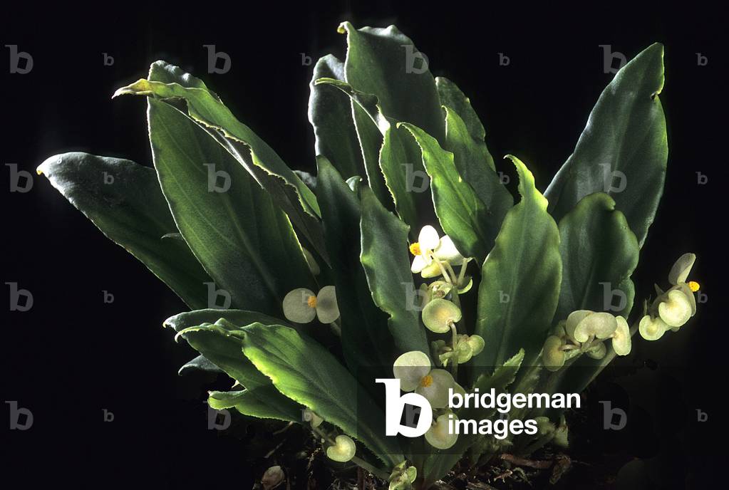 Begonia attenuata/Begonia