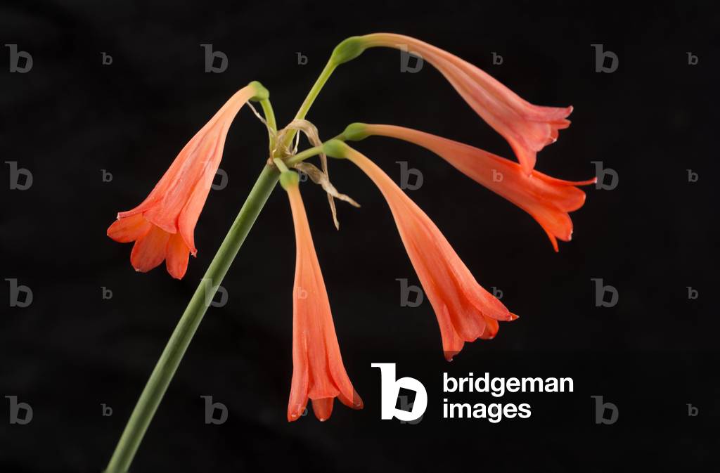 Cyrtanthus elatus/Vallota speciosa