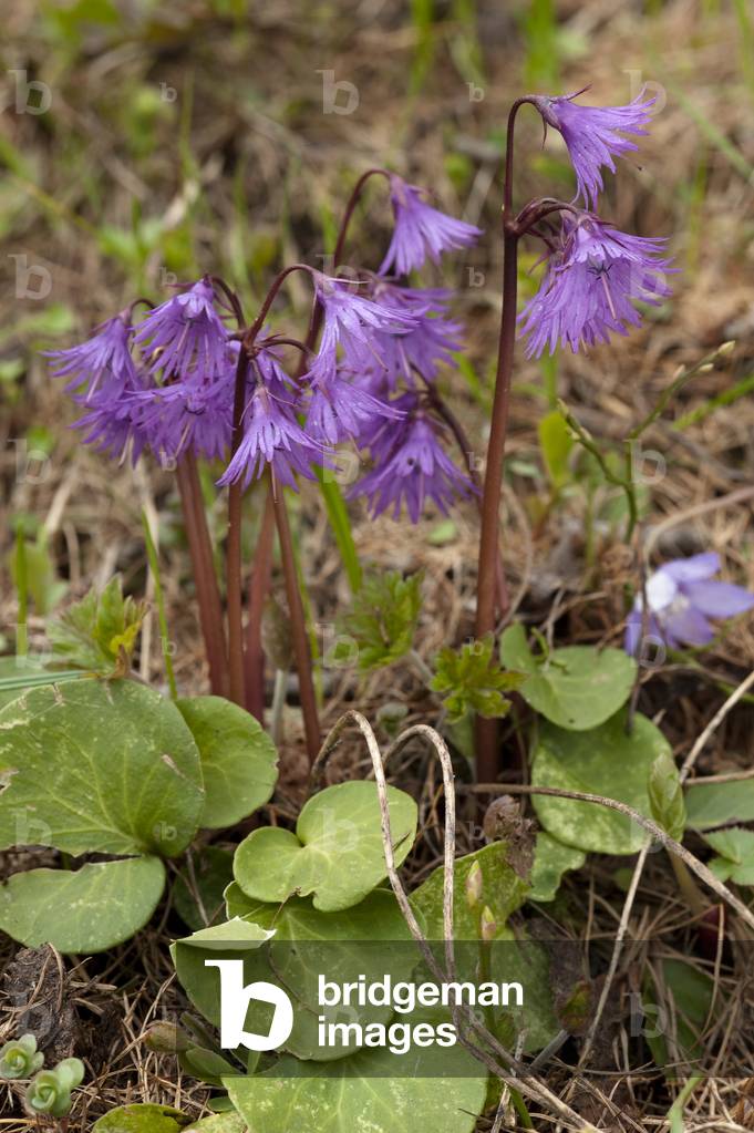 Soldanella alpina/Alpine Soldanelle/Alpine Snowbell