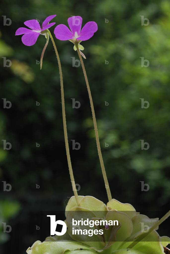 Pinguicula moranensis/Grassette