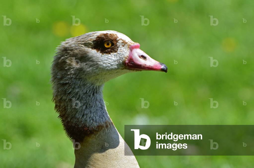 Alopochen aegyptiaca/Egyptian Ouette/Egyptian Goose