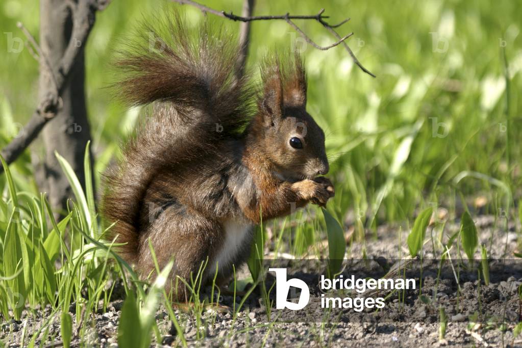 Sciurus vulgaris/Rotes Eichhörnchen/Eichhörnchen/Eurasisches Eichhörnchen 