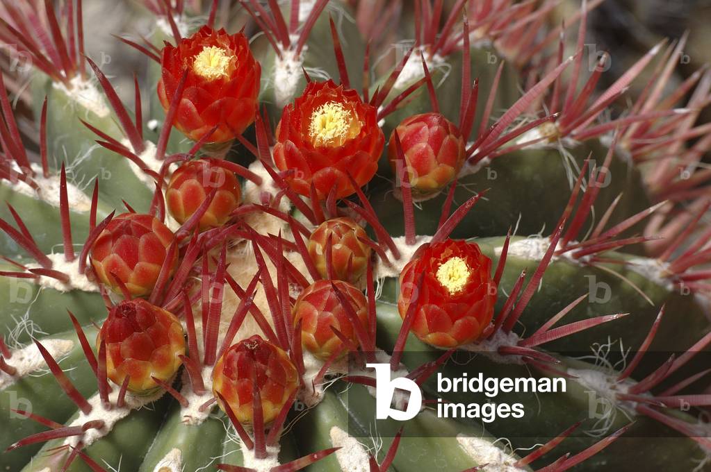 Ferocactus pringlei