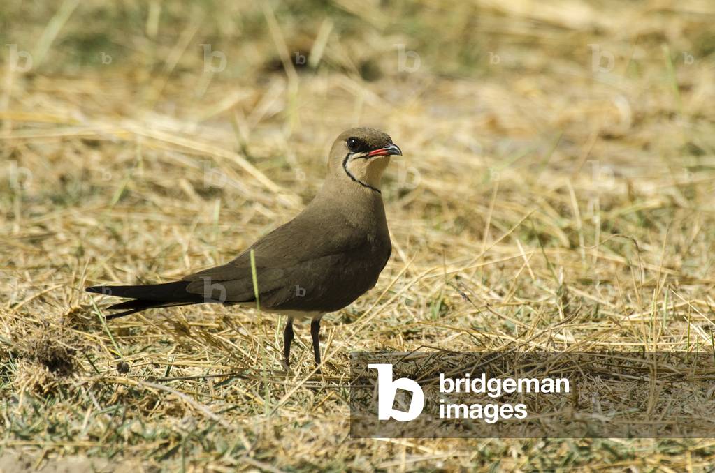 Glareola pratincola/Glareole necklace