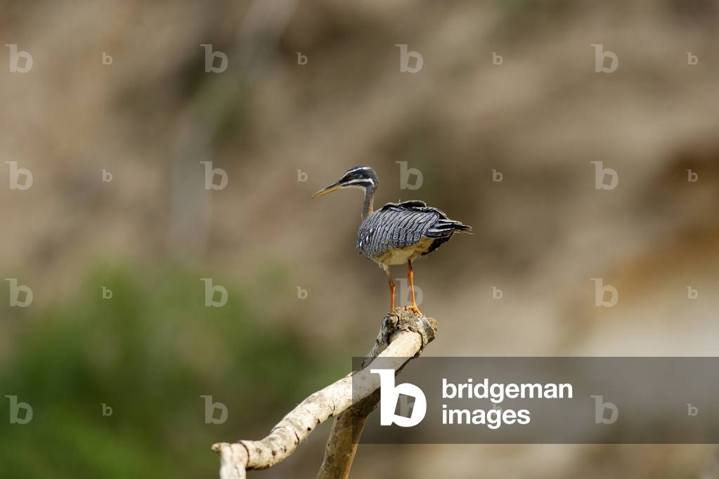 Eurypyga helias/Sun Caural/Sunbittern