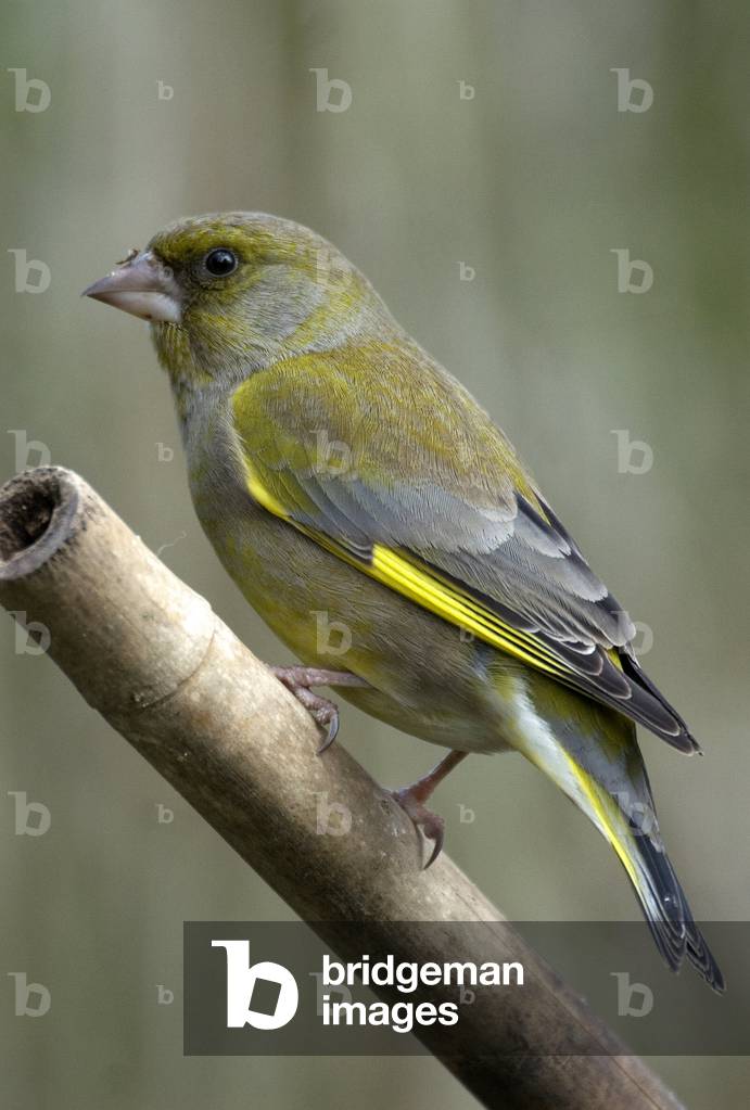 Carduellis chloris/European Green/Greenfinch/male