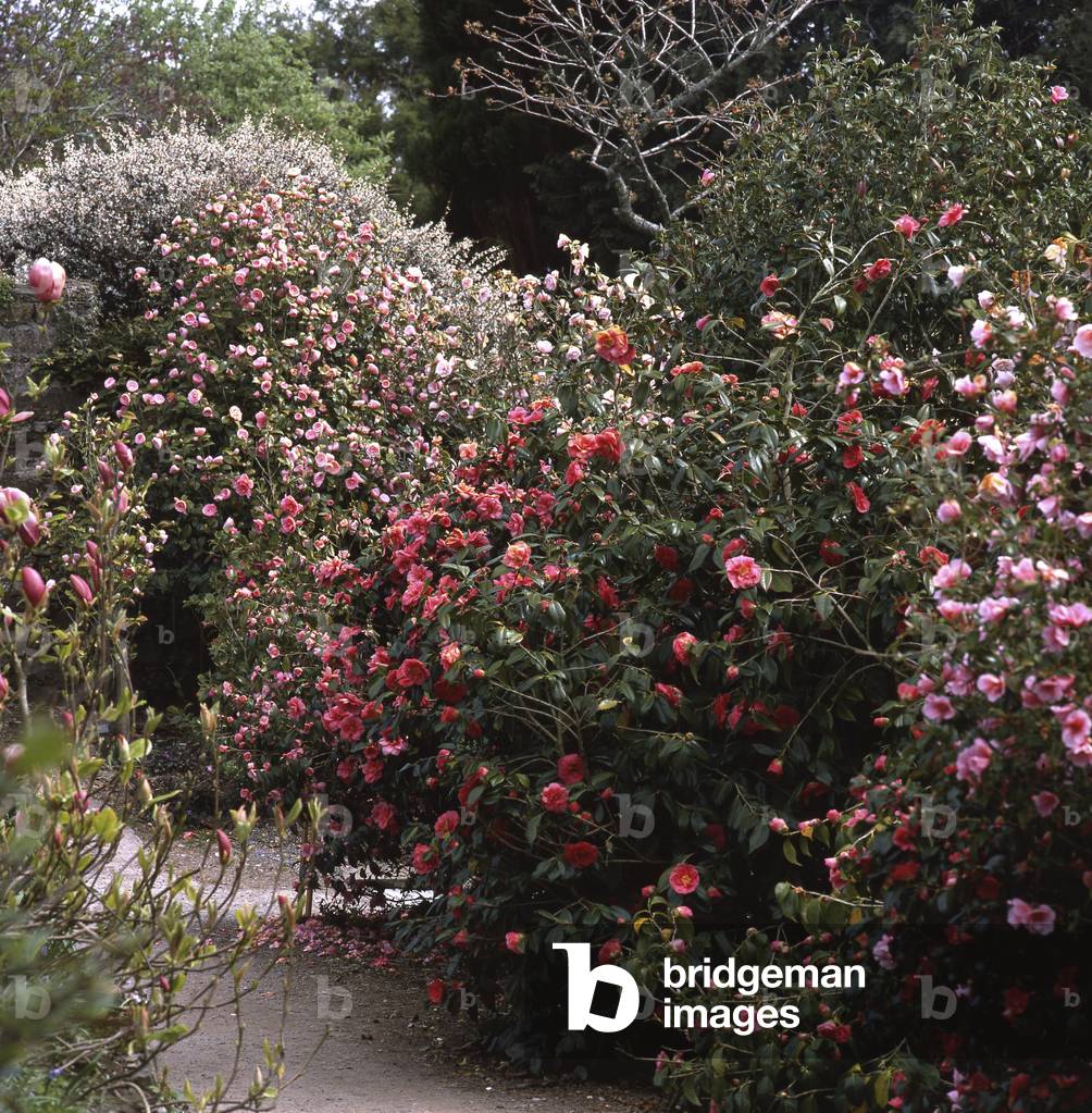 Heather Land Garden/Camellia x/Camelia