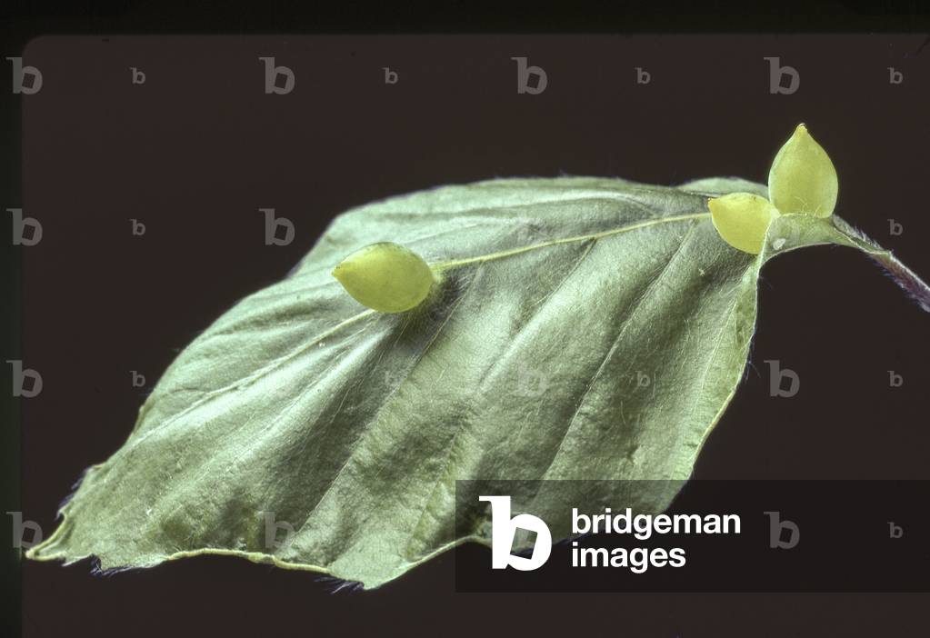 Mikiola fagi/Wales on beech/Fagus sylvatica