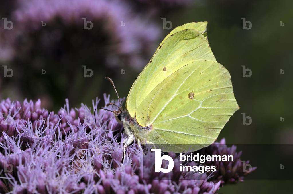 Gonepteryx rhamni/Lemon/Male/Foot/Chanvrin eupatory