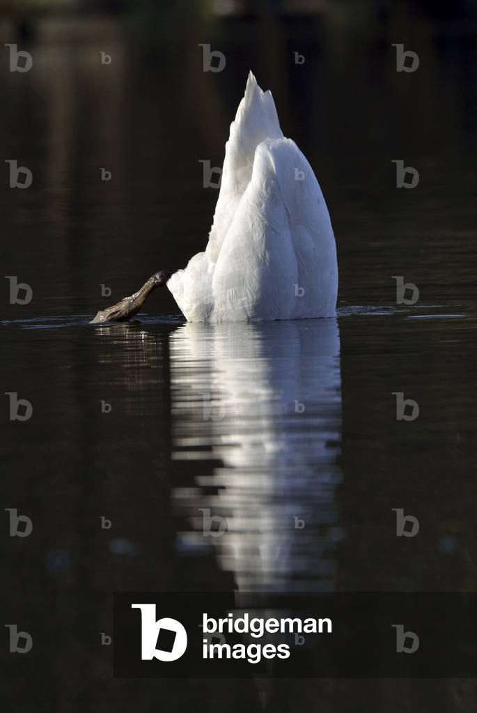 Cygnus olor/Tuber Swan/Mute Swan