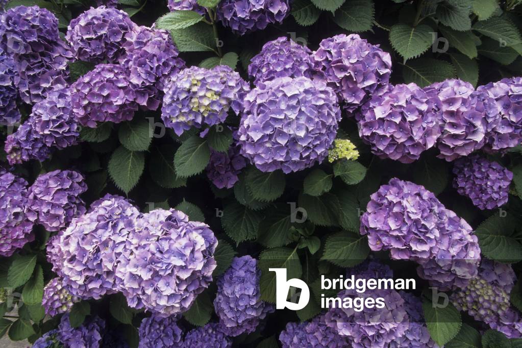 Hydrangea macrophylla/Hydrangea