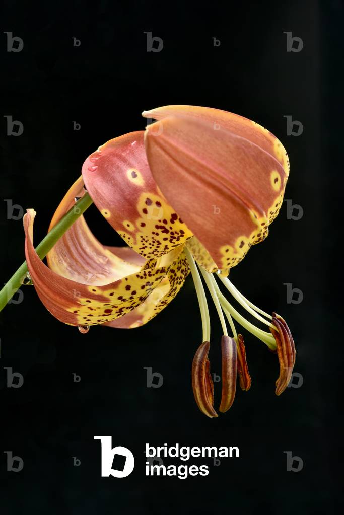 Lily 'fusion'/Lilium x pardalinum
