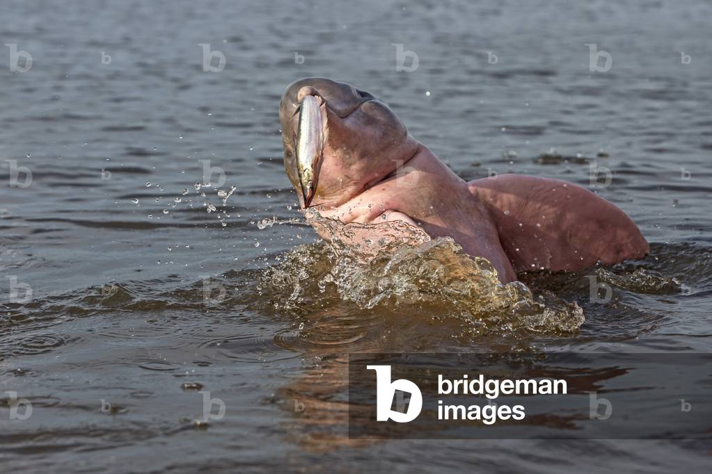 Inia geoffrensis/Amazon Dolphin/Boto/Pink Dolphin of the Amazon/Geoffroy's Inie/Brazil/Amazonas State along the Rio Negro/Amazon River Dolphin/Pink River Dolphin