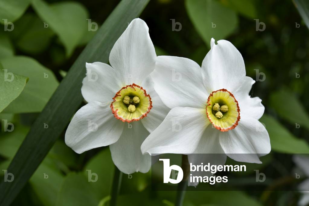 White flower of Poet's narcissus (photo)