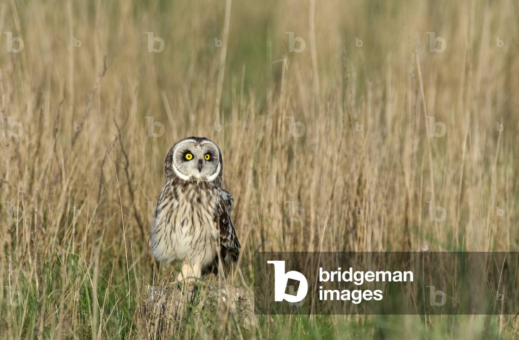 Asio flammeus/Swamp Owl/Short Eared Owl