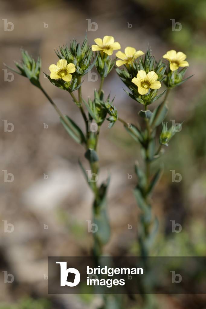 Linum strictum subsp. strictum/Straight flax