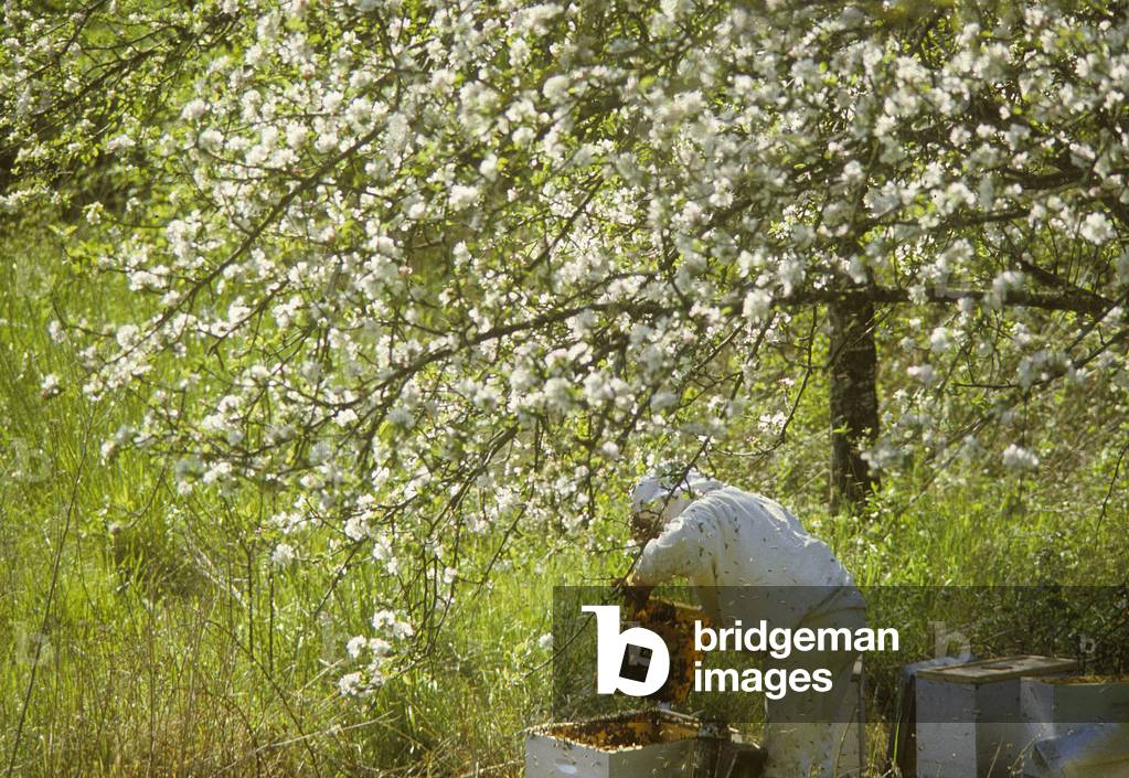 Beekeeping/Recoling honey on beehive frame