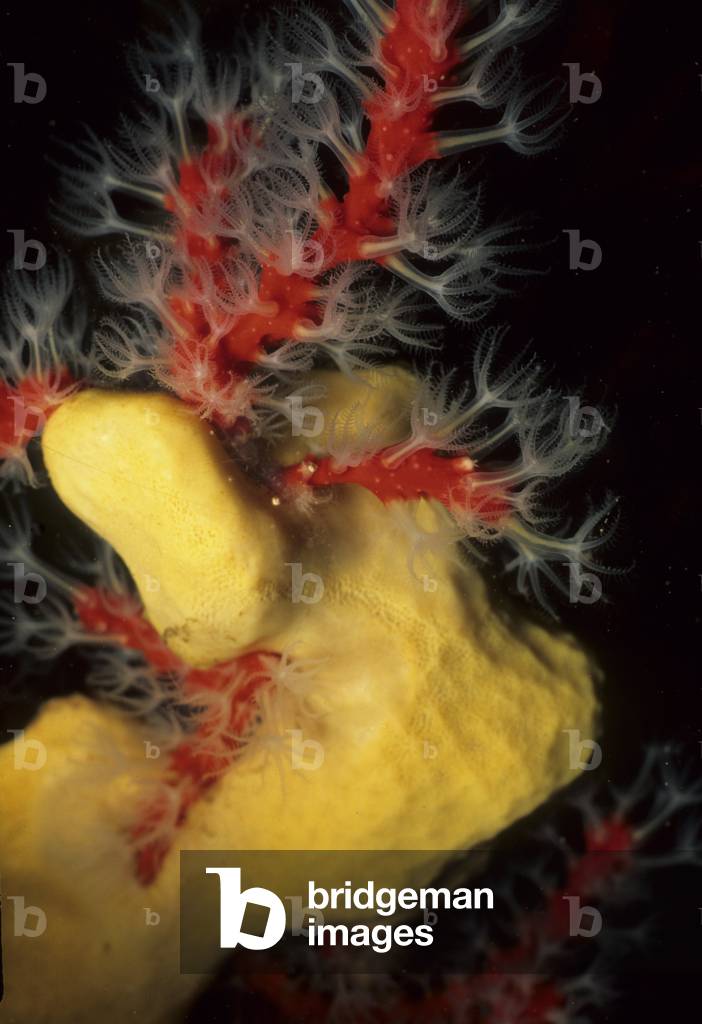 Corallium rubrum/Red coral