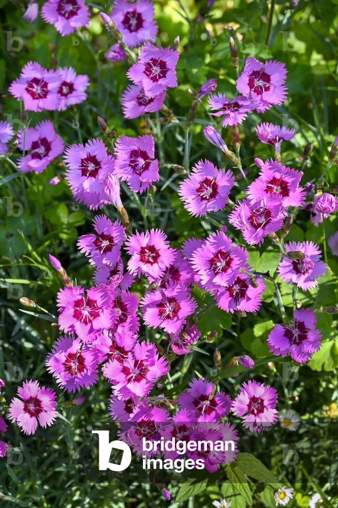 Dianthus superbus