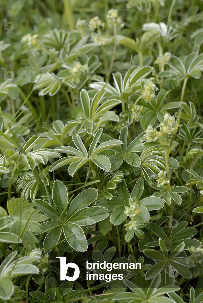 Alchemilla alpina/Alchemille des Alpes