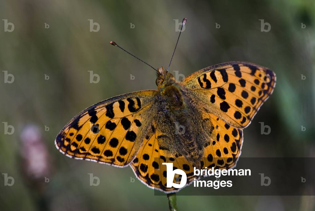 Brenthis daphne/Mother of Pearl of the Bronce/Marbled Fritillary