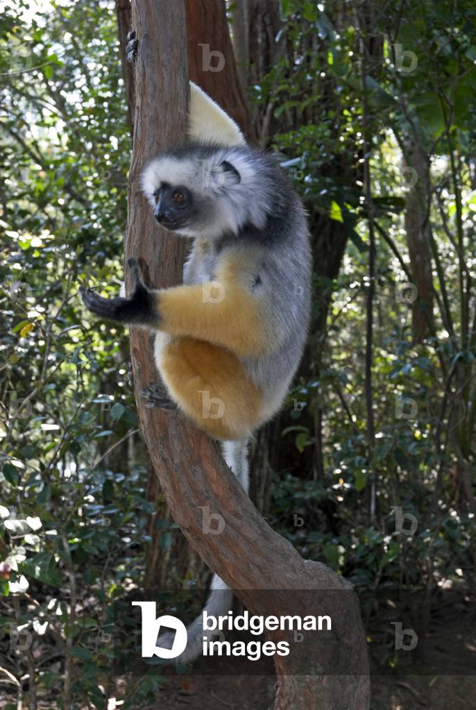Propithecus diadema/Propitheque a diademe/Sifaka crown/Diademed Sifaka