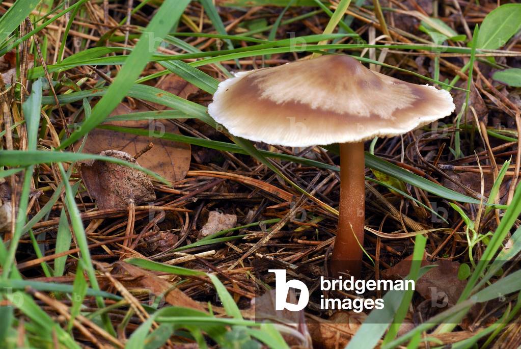 Collybia butyracea/Butternut Collybia