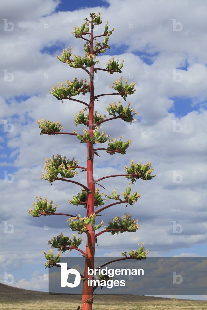 Agave parryi/Parry's agave