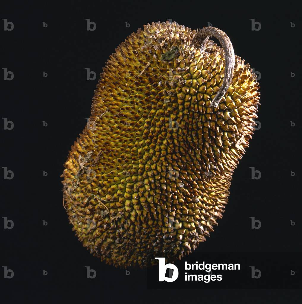 Artocarpus heterophyllus/Jackfruit