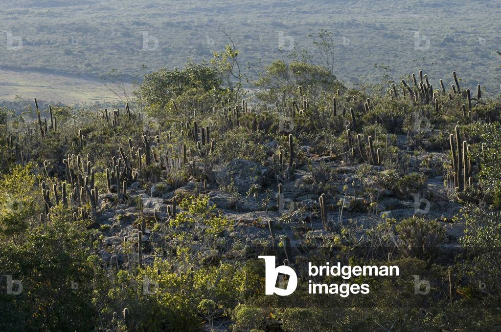 Micranthocereus purpureus