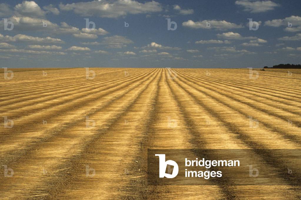 Bild von Fotografie "Linum Usitatissimum/Gewöhnliches Leinen "